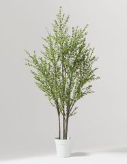 Olivo, 5,949 MXN Olivo