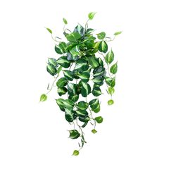 Planta colgante, 503 MXN Planta colgante
