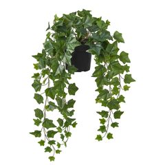 Planta colgante, 299 MXN Planta colgante